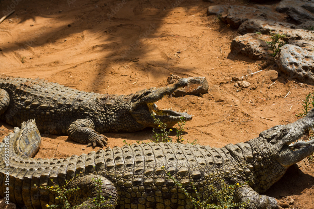 A crocodile pit with giant crocodiles A crocodile pit with giant crocodiles
