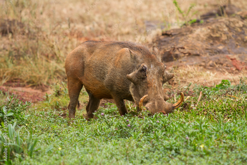 An isolated warthog grazing in the open fields An isolated warthog grazing in the open fields
