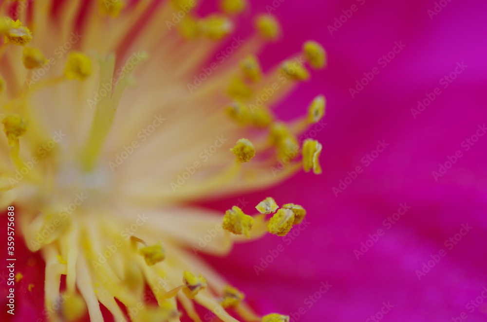 Naklejka premium 花