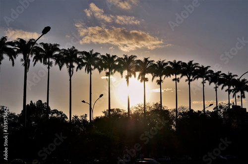 No parque da cidade o sol se pondo por entre as Roystonea oleracea photo