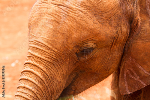 Close up of baby elephant in the wild  photo