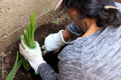 hispanic woman growing aloe vera plant