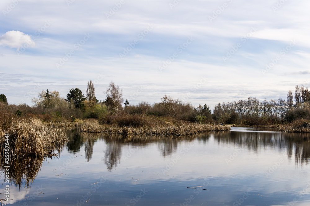 Fototapeta premium small pond in Terra Nova Rural Park Richmond British Columbia in sunny day.