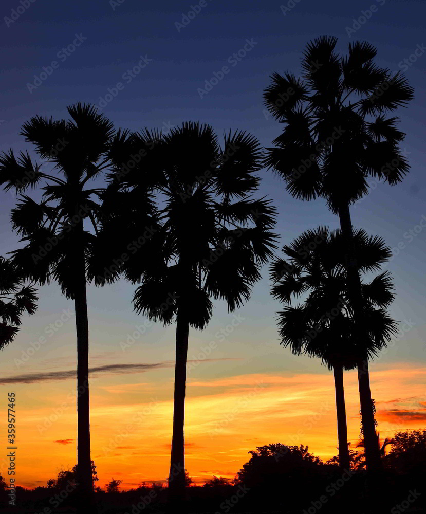 sugar palms, toddy palm in twilight, sun set, sun down.
