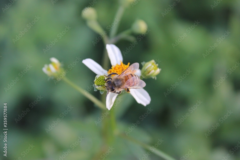 Fototapeta premium Bee and white daisy flowers with green blur background. Bee collecting nectar from pollen.