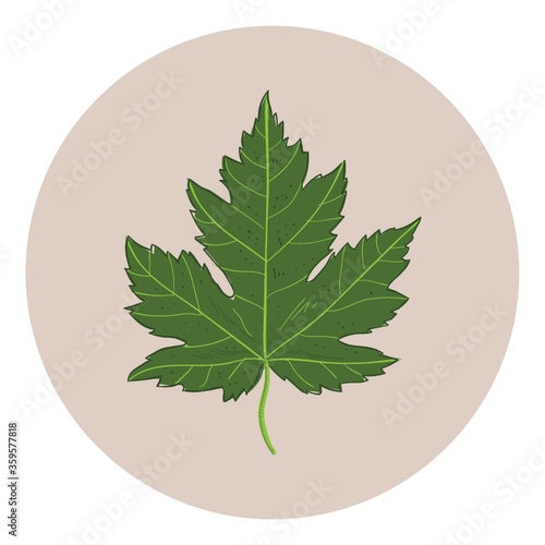 Leaf