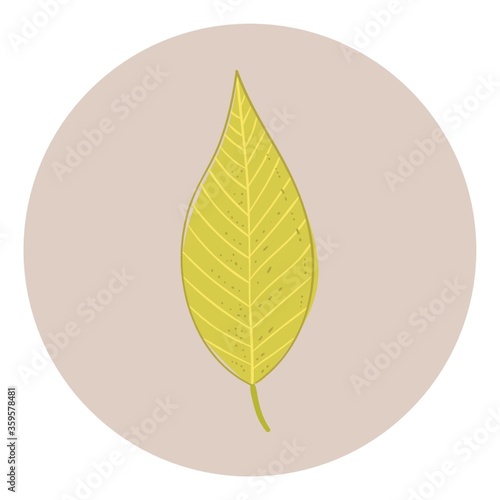 leaf