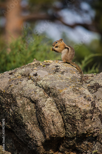 Ground squirrel eating on a large rock.