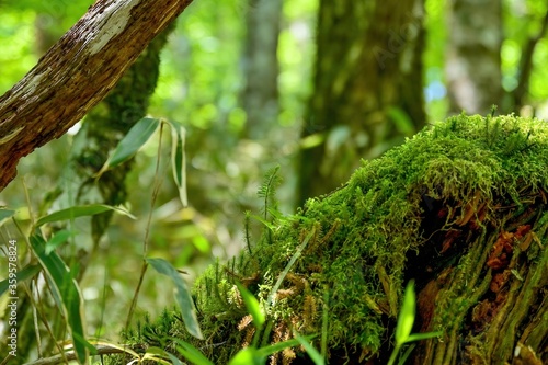 苔むした木の上で育つトウゲシバ＠奈良