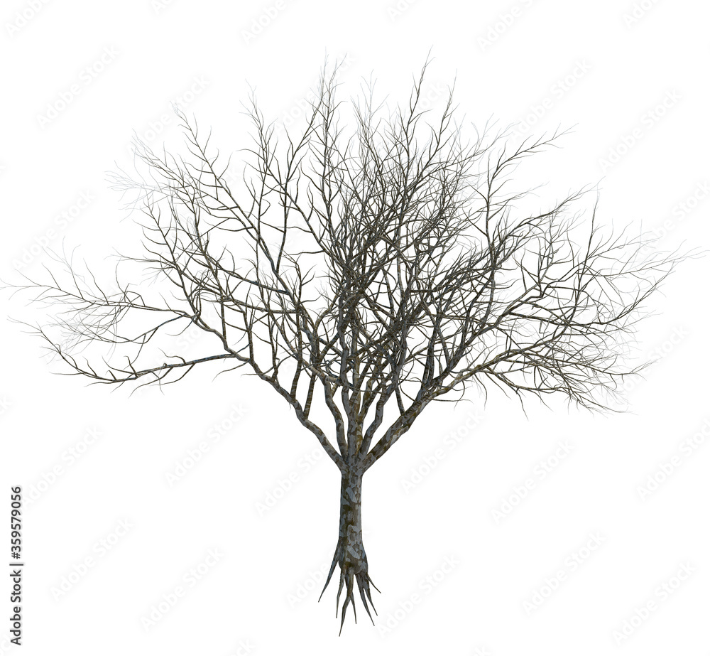 Nature object tree isolated white background Nature object tree isolated white background