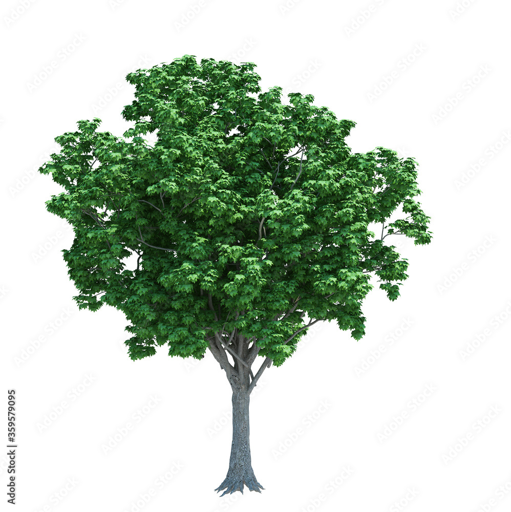 Nature object tree isolated white background Nature object tree isolated white background