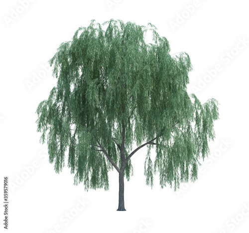 Nature object tree isolated  white  background photo