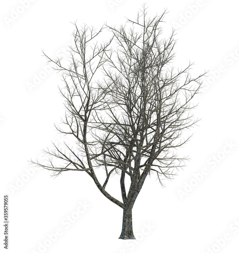Nature object tree isolated white background