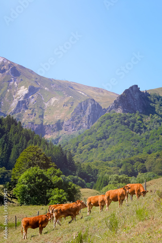 Vaches dans les Montagnes en Europe. Estive et Alpage en Auvergne dans la Vall  e de Chaudefour. Paysage du Massif du Sancy dans la cha  ne des puys en Auvergne. Patrimoine mondial en Europe.