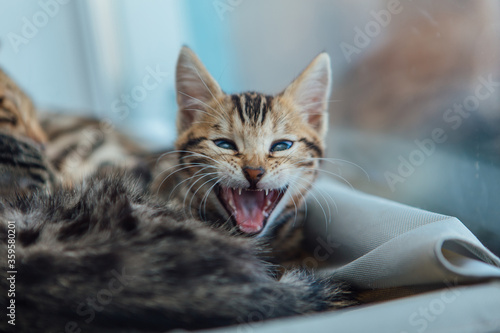 Cute little bengal kitty cat laying on the cat's window bed watching on the room and yawning.