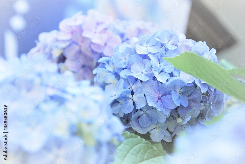 紫陽花の花 紫陽花の花