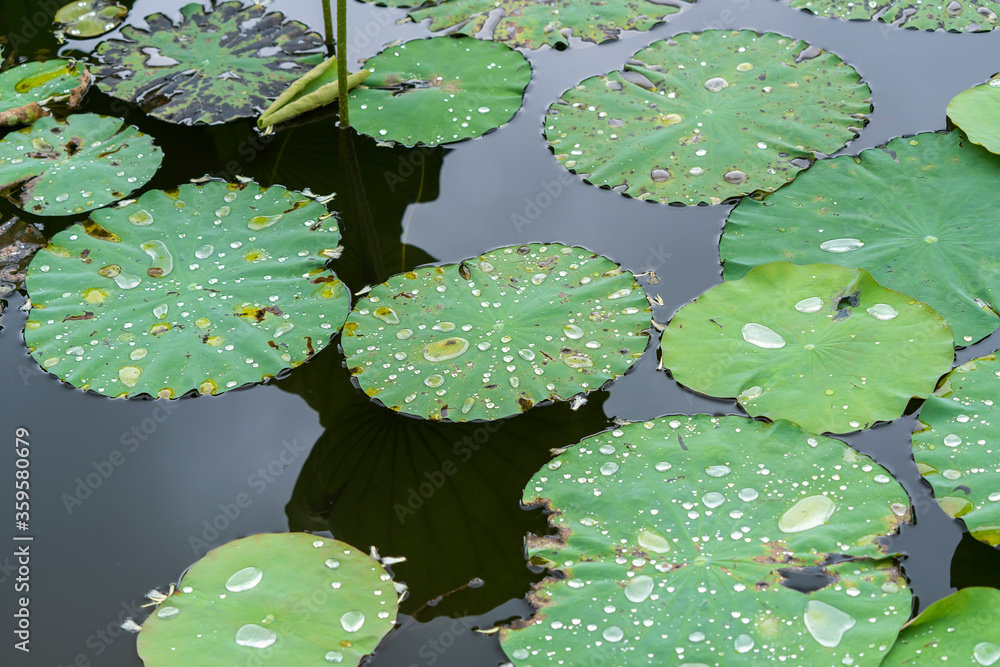 lotus leaf background with water drops lotus leaf background with water drops