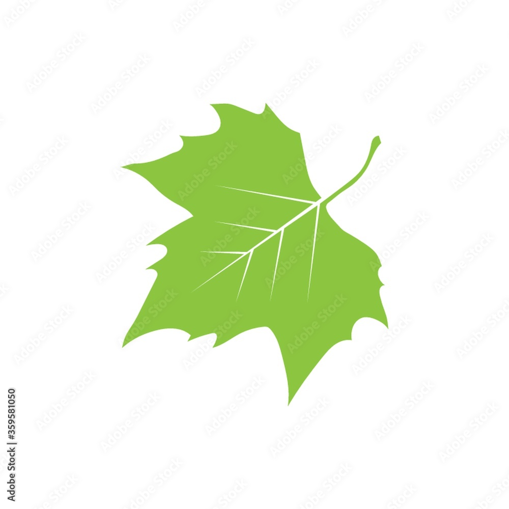 Fototapeta premium A maple leaf illustration.