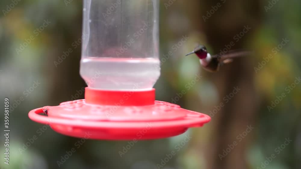 Slow Motion Close Up of Hummingbird Hovering and Drinking Nectar from Feeder in Rainforest of Central America Slow Motion Close Up of Hummingbird Hovering and Drinking Nectar from Feeder in Rainforest of Central America