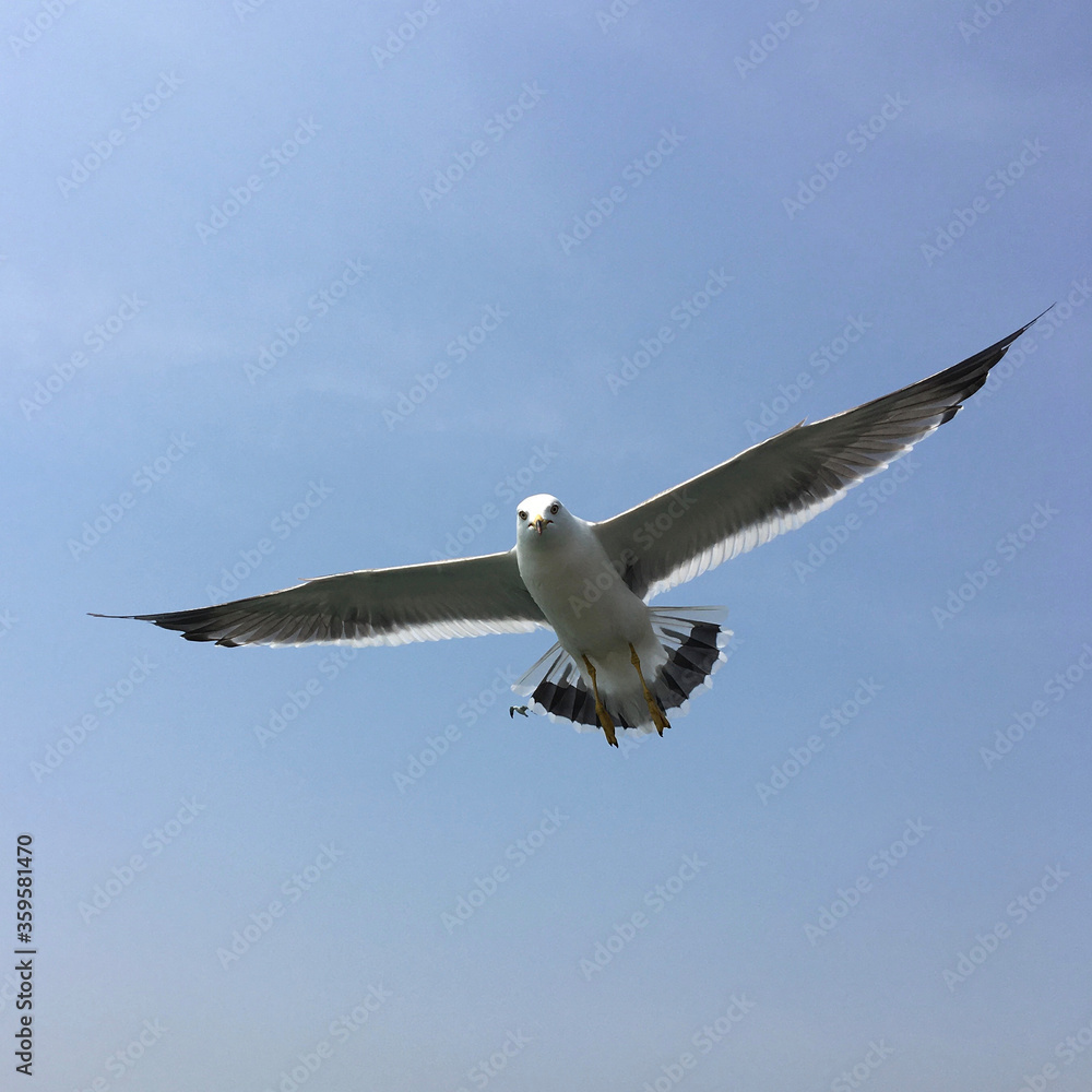 Obraz premium seagull in flight