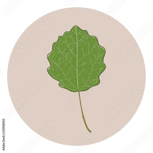 Leaf