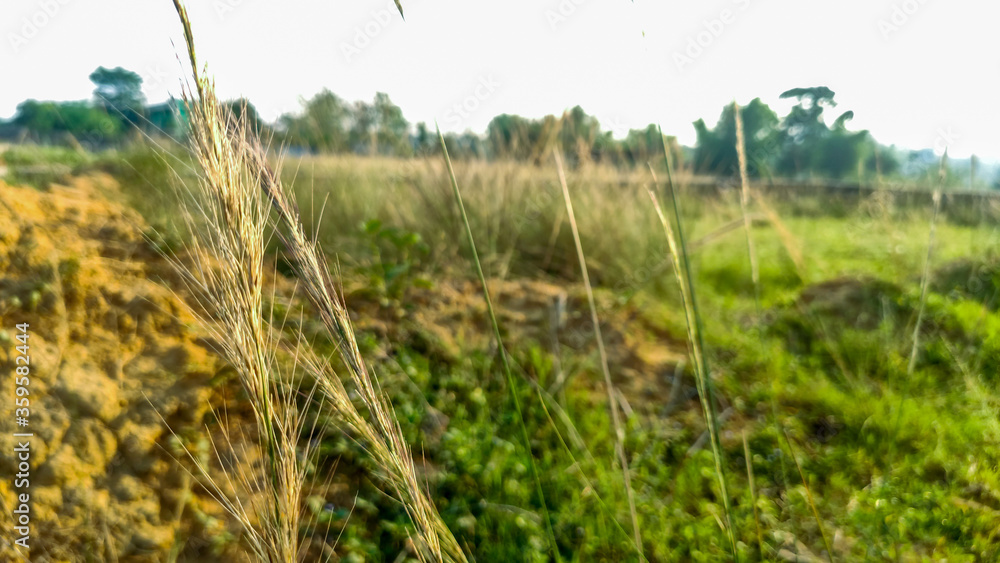 Obraz premium selective focus on wild flower in forest