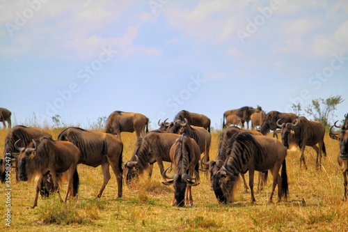 アフリカ ケニア サバンナ 野生動物 サファリ