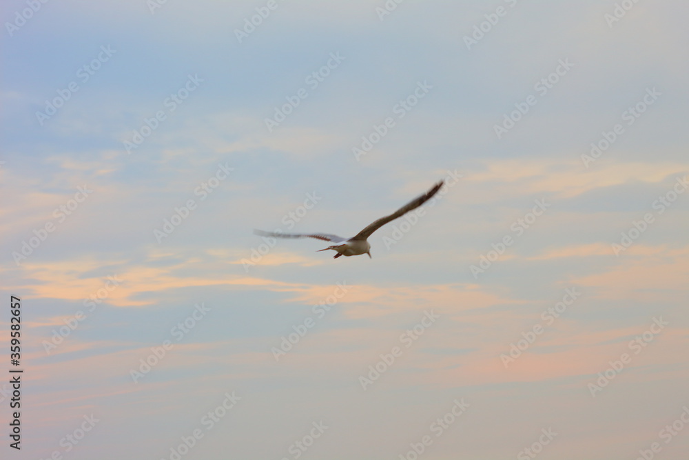 Seagull at sunset
