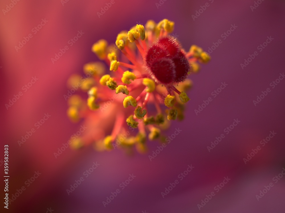 Closeup yellow-pink and pollen of hibiscus flower in garden with blurred background ,detail macro image ,sweet color ,soft focus for card design Closeup yellow-pink and pollen of hibiscus flower in garden with blurred background ,detail macro image ,sweet color ,soft focus for card design