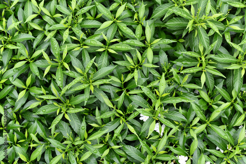 morning dew on the green leaves of the plant. Green Leaves background. morning dew on the green leaves of the plant. Green Leaves background.