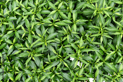 morning dew on the green leaves of the plant. Green Leaves background.