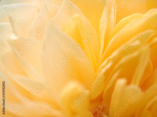 Closeup yellow petals of rose flower, with blurred photo with soft focus ,detail macro image for background, sweet color for card design © Suganya