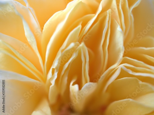 Closeup yellow petals of rose flower, with blurred photo with soft focus ,detail macro image for background, sweet color for card design