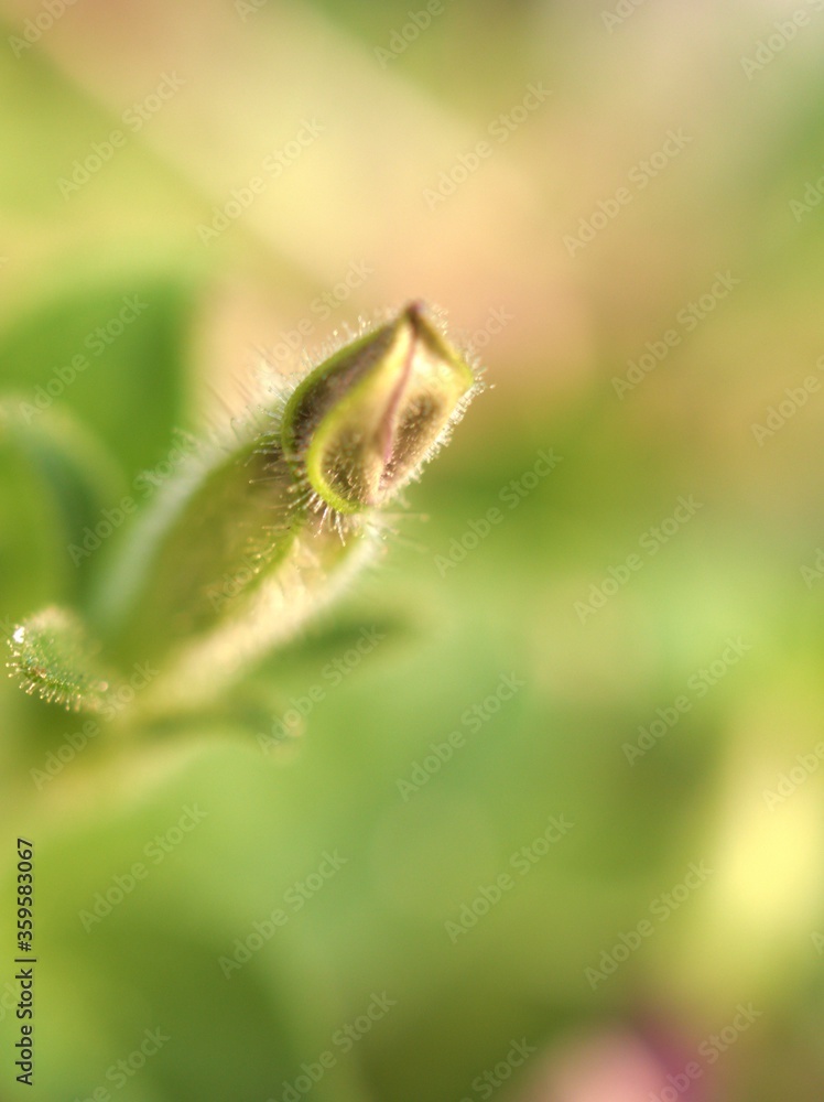 Closeup purple pink petals petunia flower in garden ,bud flower with grenn blurred background ,macro image, soft focus and sweet color for card design Closeup purple pink petals petunia flower in garden ,bud flower with grenn blurred background ,macro image, soft focus and sweet color for card design