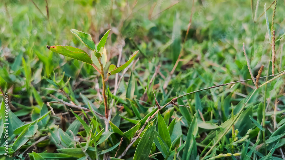 selective focus on green small leaves of plant in grass selective focus on green small leaves of plant in grass
