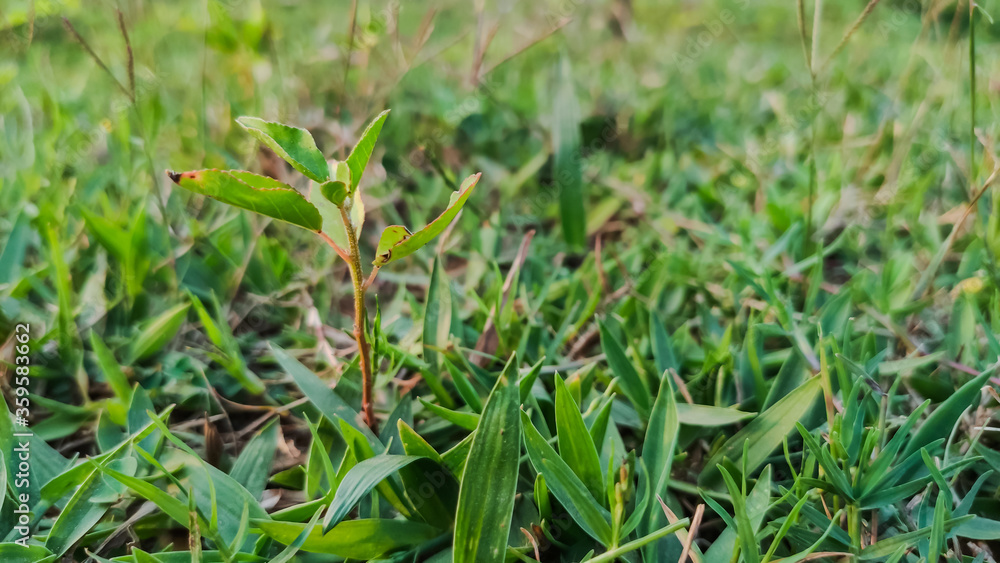 selective focus on green small leaves of plant in grass selective focus on green small leaves of plant in grass