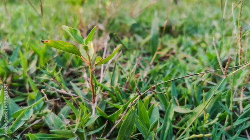 selective focus on green small leaves of plant in grass