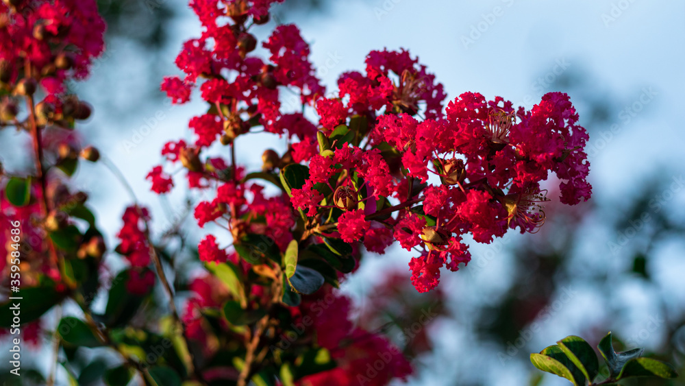 Crape Myrtle in bloom Crape Myrtle in bloom