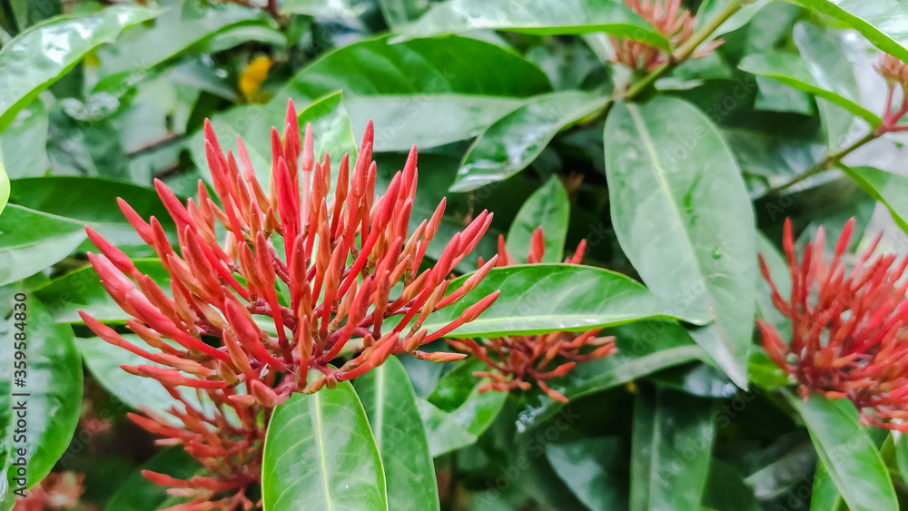 Obraz premium view of flower having red petals and green leaves in garden