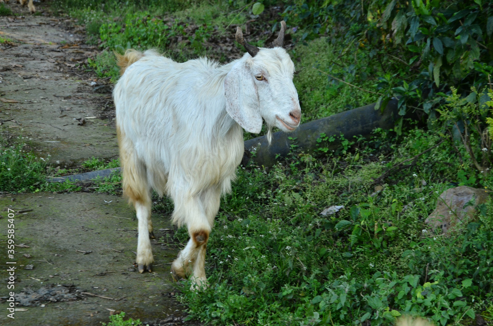 Obraz premium Goat At Natural Location In Himachal Pradesh India