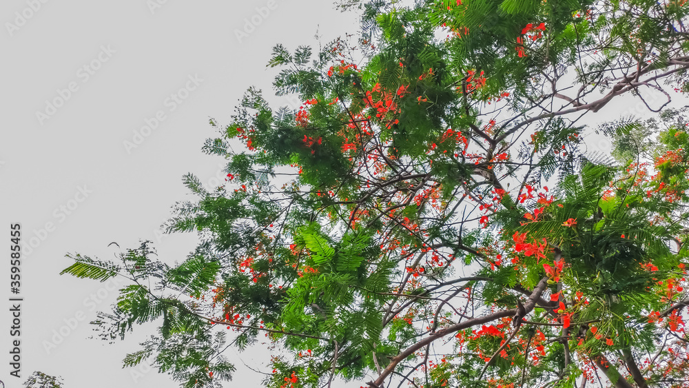 beautiful red flowers on a tree with fresh green leaves along the sky