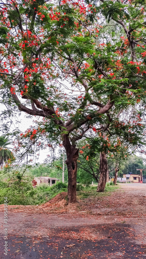 Fototapeta premium beautiful red flowers on a tree with fresh green leaves along the sky
