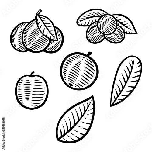 berry fruit vector illustration hand drawn