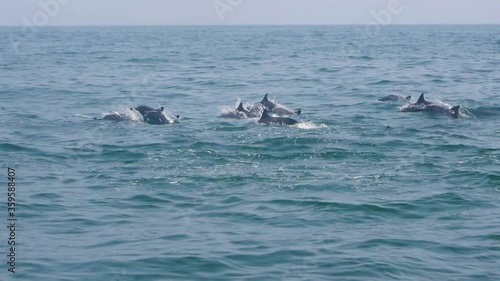 Huge group of dolphins swimming and jumping out of the water in crystal cear bluw water just off the coast of Muscat Oman. photo
