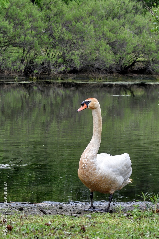 swan on the lake swan on the lake