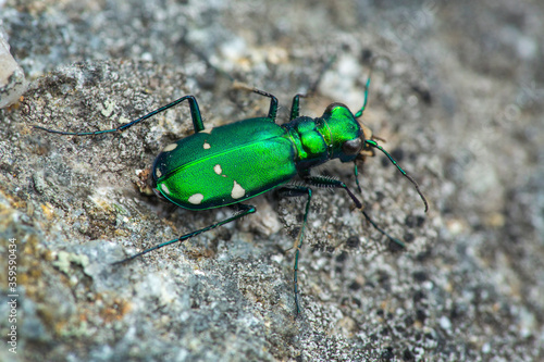Shiny green tiger beetle on Mt. Kearsarge in New Hampshire.