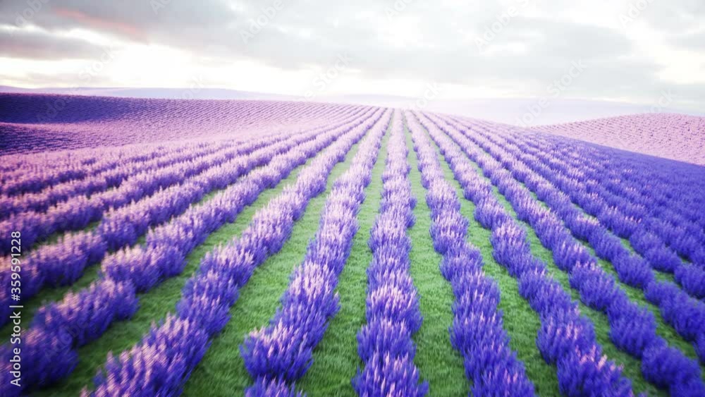 lavender fields. Wonderfull sunrise. Realistic 4k animation. lavender fields. Wonderfull sunrise. Realistic 4k animation.