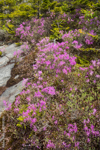 Pink flowers of rhodora near summit of Mt. Kearsarge.