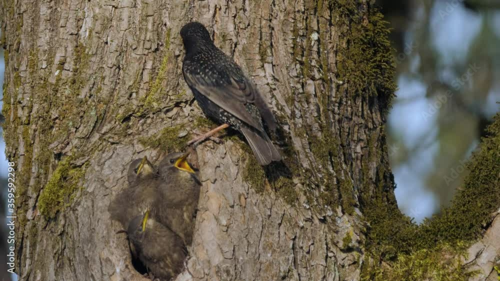 Mother Starling bird parent looking after three grey baby fledglings in hollow tree nest calling for food hungry mother cleaning yellow beak close up shot slow motion Mother Starling bird parent looking after three grey baby fledglings in hollow tree nest calling for food hungry mother cleaning yellow beak close up shot slow motion