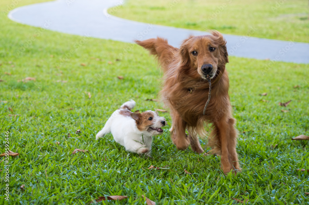Golden Retriever and Jack Russell Terrier running and playing on the grass Golden Retriever and Jack Russell Terrier running and playing on the grass